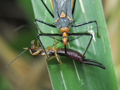 Repipta fuscipes
