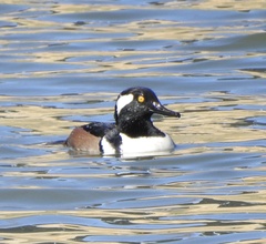 Lophodytes cucullatus