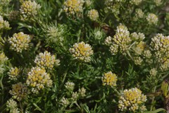 Helichrysum asperum