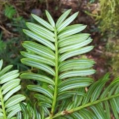 Prumnopitys standleyi