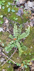 Asplenium incisum