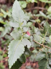 Weinmannia anisophylla image