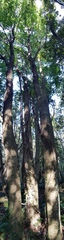 Quercus salicina