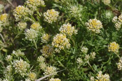 Helichrysum asperum