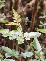 Weinmannia anisophylla