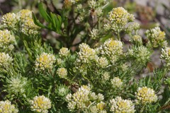 Helichrysum asperum