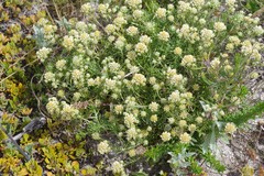 Helichrysum asperum