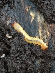 Dendroides ephemeroides