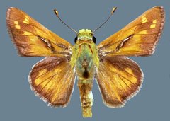 Hesperia pahaska martini