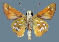 Hesperia pahaska martini