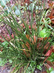 Juncus effusus pacificus