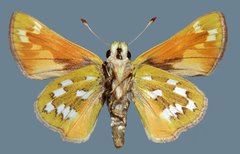 Hesperia pahaska martini