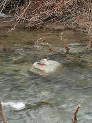 Mergus merganser