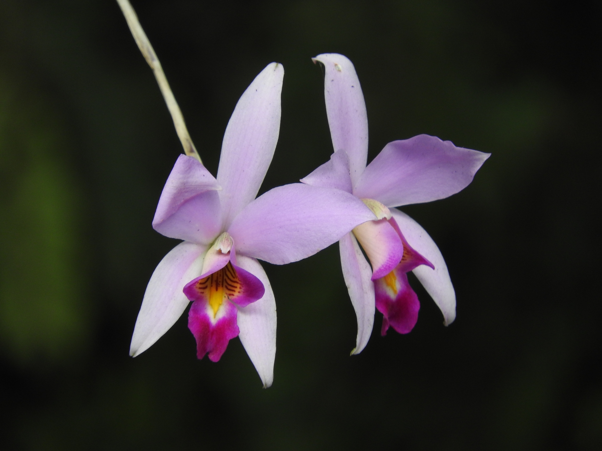 Orchidaceae