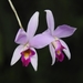 Orchids - Photo (c) Victor De la Cruz, some rights reserved (CC BY), uploaded by Victor De la Cruz