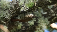 Lepidocolaptes leucogaster