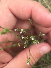 Verbena montevidensis