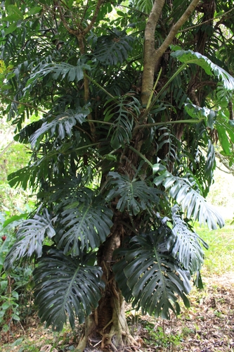 Swiss Cheese Plant