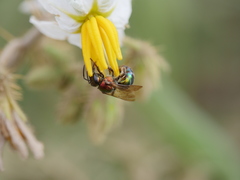 Augochloropsis tupacamaru