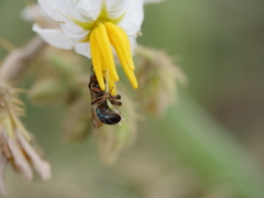 Augochloropsis tupacamaru