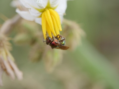 Augochloropsis tupacamaru