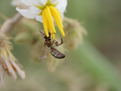 Augochloropsis tupacamaru