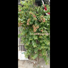 Combretum indicum