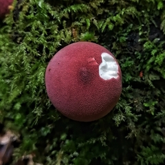Lycoperdon fuligineum