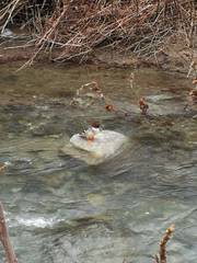Mergus merganser