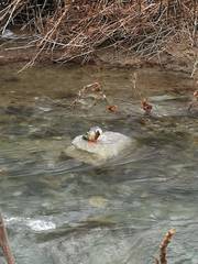 Mergus merganser