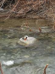 Mergus merganser