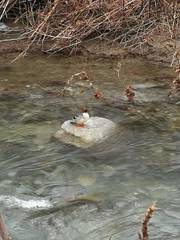 Mergus merganser