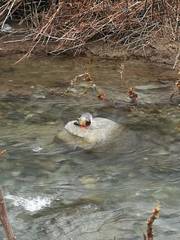 Mergus merganser