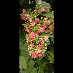 Combretum indicum