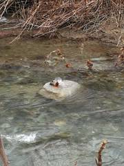 Mergus merganser