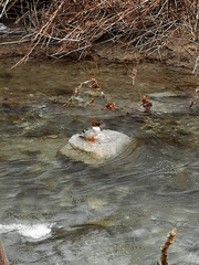 Mergus merganser