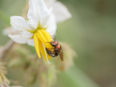 Augochloropsis tupacamaru