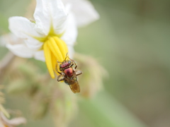 Augochloropsis tupacamaru