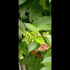 Combretum indicum