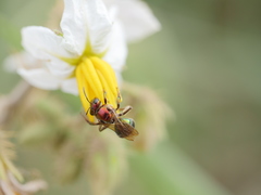 Augochloropsis tupacamaru