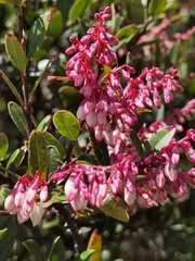 Vaccinium consanguineum