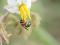 Augochloropsis tupacamaru
