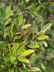Vaccinium consanguineum