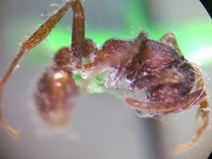 Neivamyrmex nigrescens