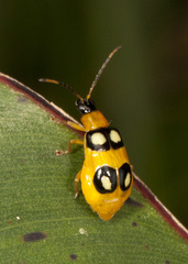 Diabrotica bioculata