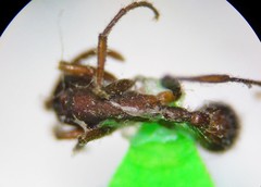 Neivamyrmex nigrescens