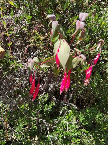 Image of Fuchsia splendens by (c) Eduardo Chacón Madrigal, some rights reserved (CC BY)