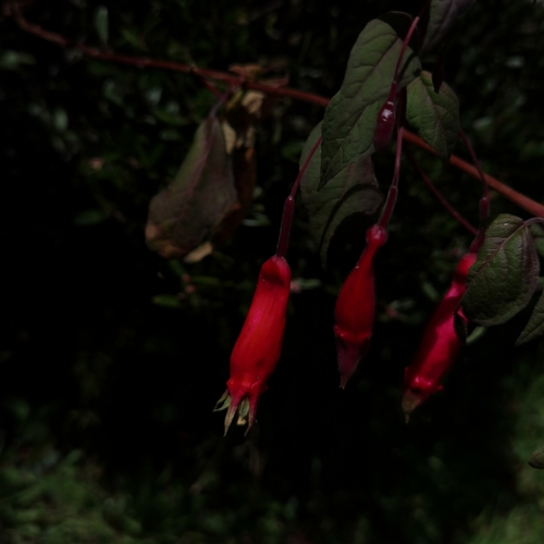 Image of Fuchsia splendens by (c) Eduardo Chacón Madrigal, some rights reserved (CC BY)