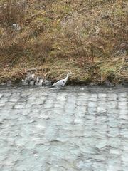 Ardea cinerea