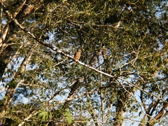 Rupornis magnirostris image